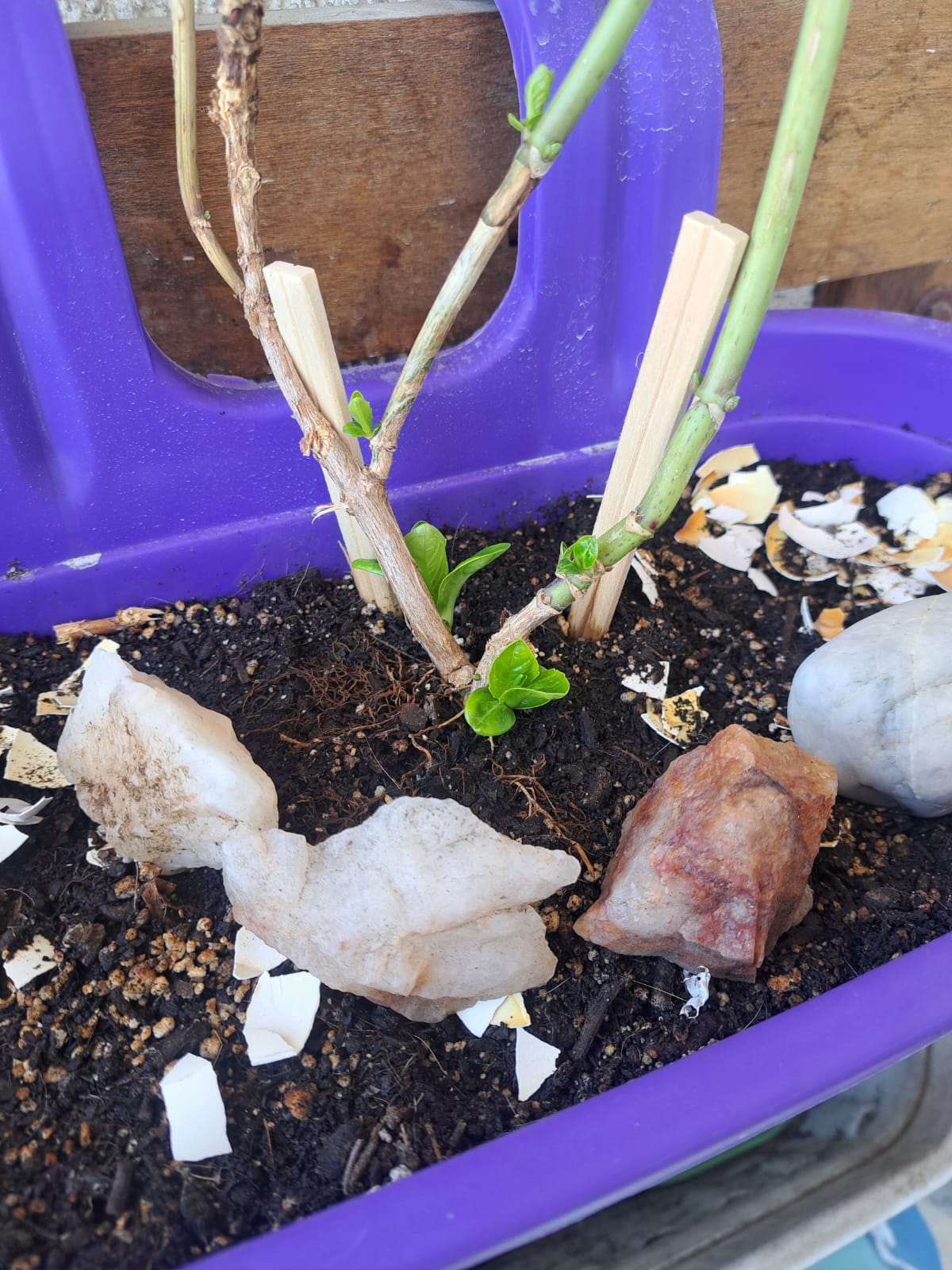Some hydrangea sprouts